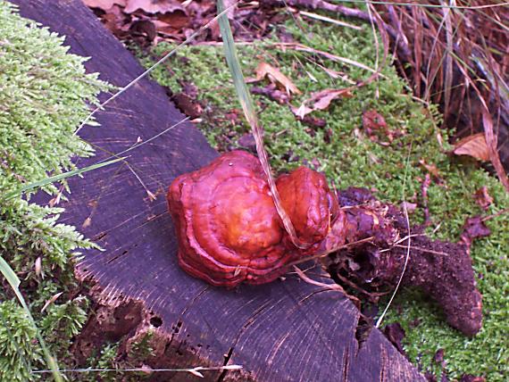 lesklokôrovka obyčajná Ganoderma lucidum (Curtis) P. Karst.