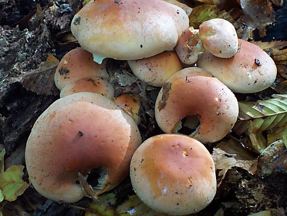 strapcovka tehlovočervená Hypholoma lateritium (Schaeff.) P. Kumm.