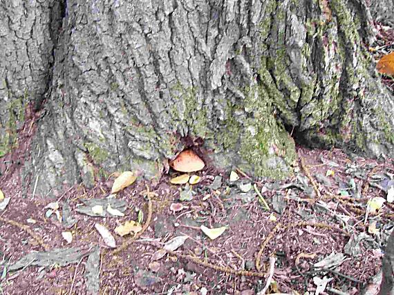 pečeňovec dubový Fistulina hepatica (Schaeff.) With.