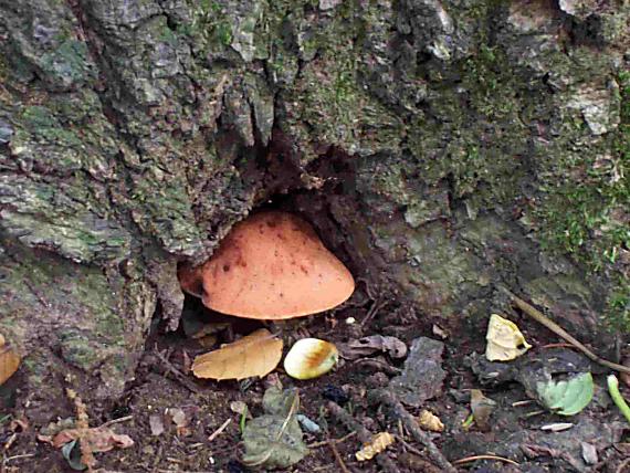 pečeňovec dubový Fistulina hepatica (Schaeff.) With.