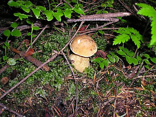 podhríb žlčový Tylopilus felleus (Bull.) P. Karst.