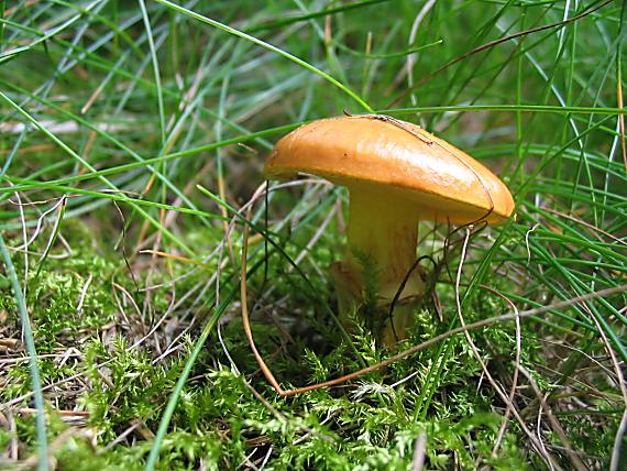 masliak smrekovcový Suillus grevillei (Klotzsch) Singer