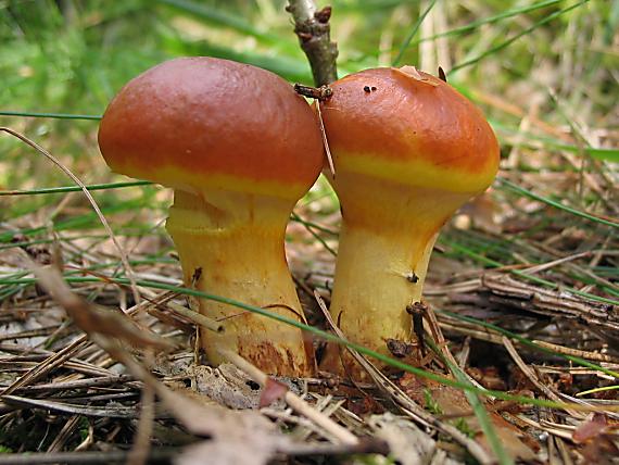 masliak smrekovcový Suillus grevillei (Klotzsch) Singer