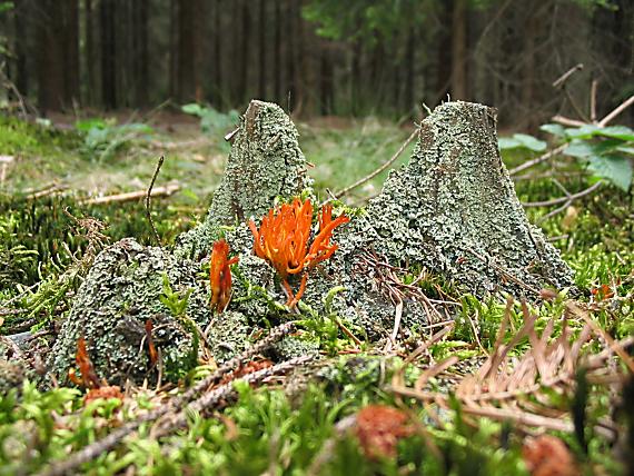 parôžkovec lepkavý Calocera viscosa (Pers.) Fr.