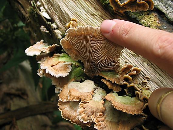 klanolupeňovka obyčajná Schizophyllum commune Fr.