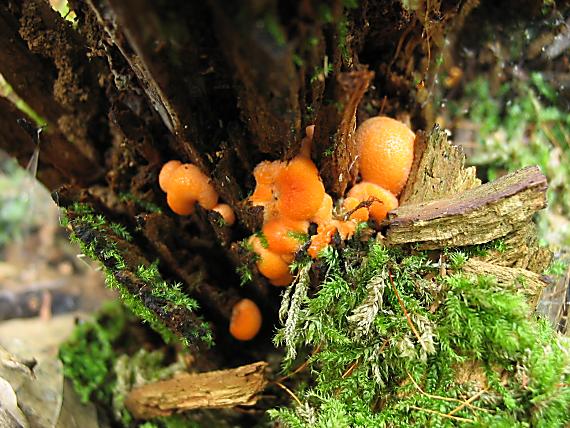 vlčinka červená Lycogala epidendrum (J.C. Buxb. ex L.) Fr.