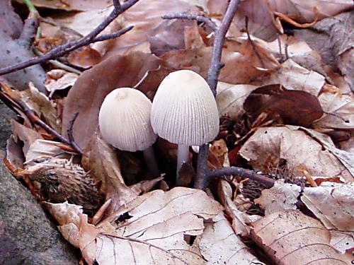 hnojník blanitý Coprinellus xanthothrix (Romagn.) Vilgalys, Hopple & Jacq. Johnson