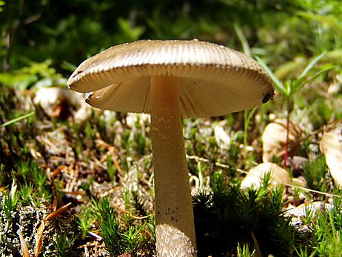 muchotrávka Amanita sp.