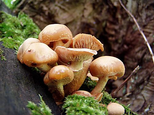 šupinačka menlivá Kuehneromyces mutabilis (Schaeff.) Singer & A.H. Sm.