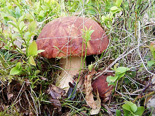 hríb sosnový Boletus pinophilus Pil. et Dermek in Pil.