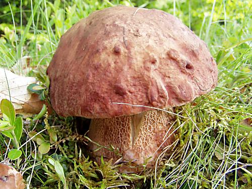 hríb sosnový Boletus pinophilus Pil. et Dermek in Pil.