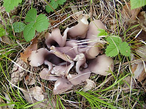 tulipánovka fialová Sarcosphaera coronaria (Jacq.) J. Schröt.