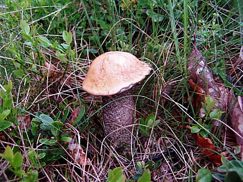 kozák žltooranžový Leccinum versipelle (Fr. & Hök) Snell