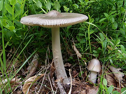 muchotrávka pošvatá Amanita vaginata (Bull.) Lam.