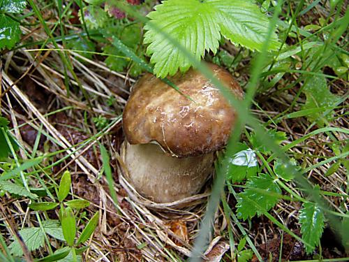 hríb dubový Boletus reticulatus Schaeff.