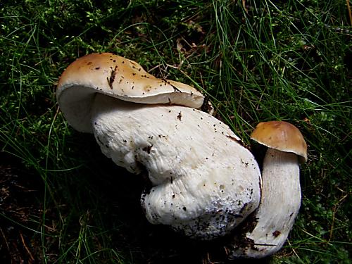 hríb smrekový Boletus edulis Bull.