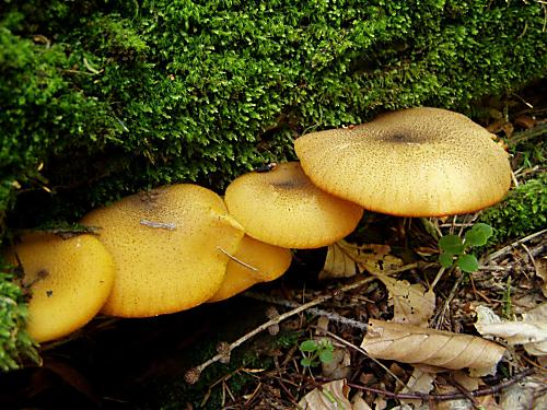 čírovec ozdobný Tricholomopsis decora (Fr.) Singer