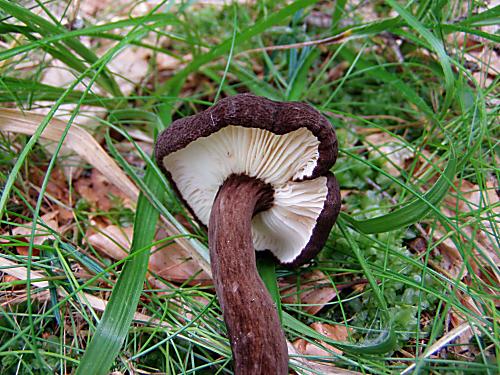 rýdzik čiernozamatový Lactarius lignyotus Fr.