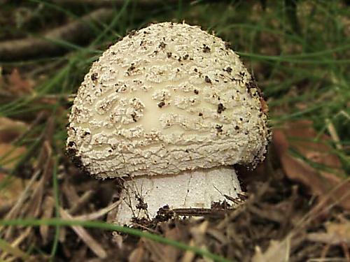 muchotrávka červenkastá Amanita rubescens Pers.