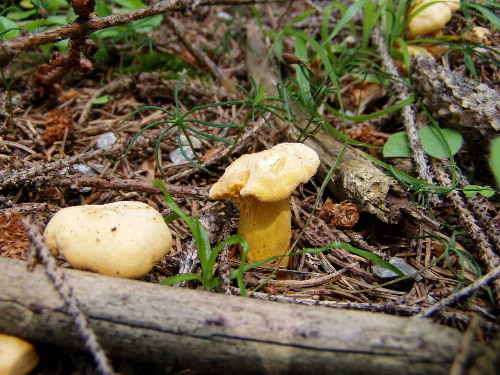 kuriatko jedlé Cantharellus cibarius Fr.