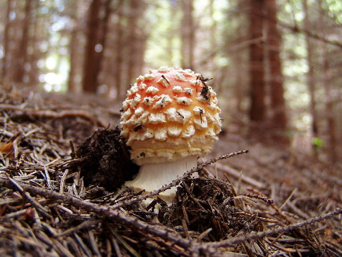 muchotrávka červená Amanita muscaria (L.) Lam.