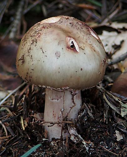 muchotrávka červenkastá Amanita rubescens Pers.