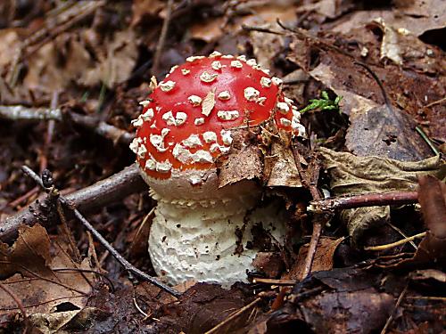 muchotrávka červená Amanita muscaria (L.) Lam.