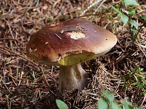 hríb smrekový Boletus edulis Bull.