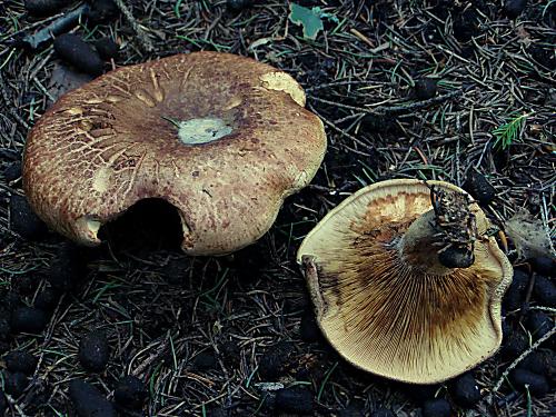 čechračka podvinutá Paxillus involutus (Batsch) Fr.