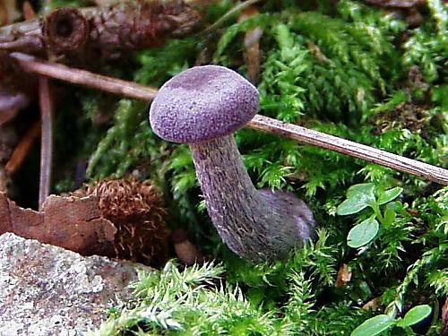 lakovka ametystová Laccaria amethystina (Huds.) Cooke