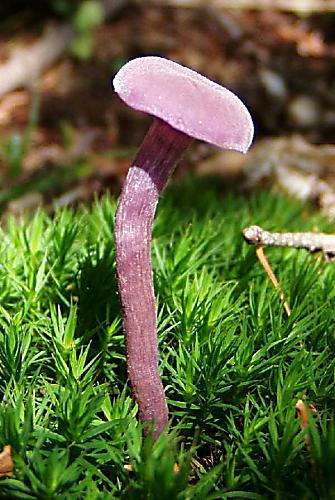 lakovka ametystová Laccaria amethystina (Huds.) Cooke