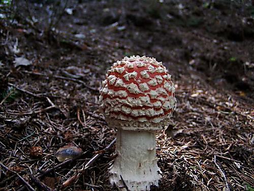 muchotrávka červená Amanita muscaria (L.) Lam.