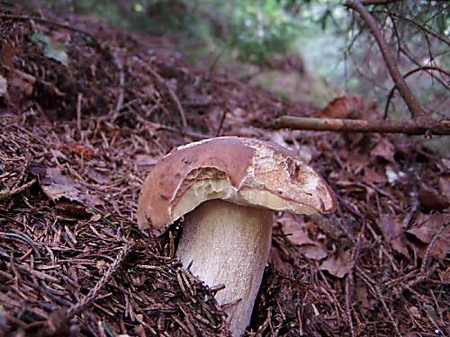 hríb smrekový Boletus edulis Bull.