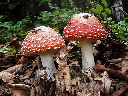 muchotrávka červená Amanita muscaria (L.) Lam.