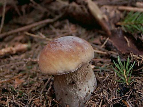 hríb smrekový Boletus edulis Bull.