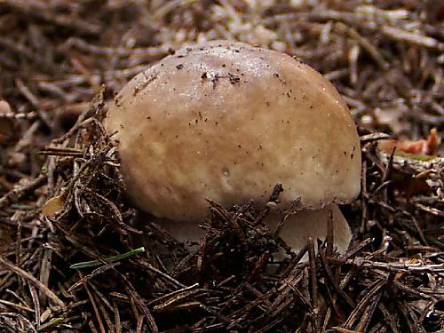 hríb smrekový Boletus edulis Bull.