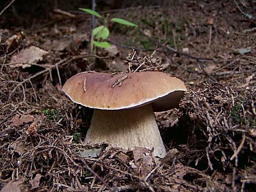 hríb smrekový Boletus edulis Bull.