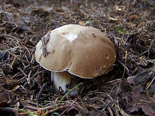 hríb smrekový Boletus edulis Bull.