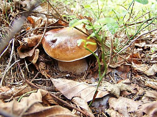 hríb smrekový Boletus edulis Bull.