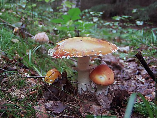 muchotrávka červená Amanita muscaria (L.) Lam.