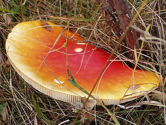 muchotrávka červená holá ???? Amanita muscaria f. aureola?