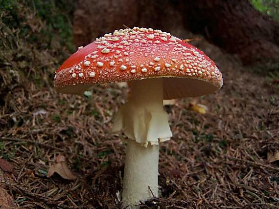 muchotrávka červená Amanita muscaria (L.) Lam.