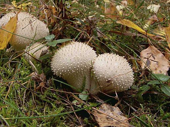 prášnica pichliačová Lycoperdon echinatum Pers.