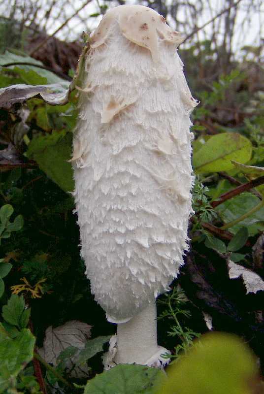 hnojník obyčajný Coprinus comatus (O.F. Müll.) Pers.