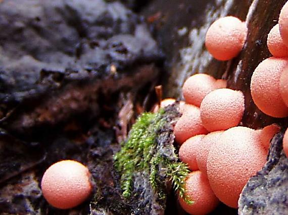 vlčinka červená Lycogala epidendrum (J.C. Buxb. ex L.) Fr.