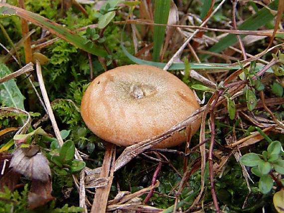 rýdzik pravý Lactarius deliciosus (L.) Gray