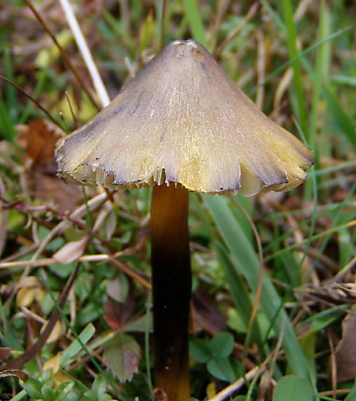 lúčnica kužeľovitá Hygrocybe conica (Schaeff.) P. Kumm.