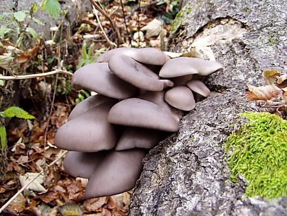 hliva ustricovitá Pleurotus ostreatus (Jacq.) P. Kumm.