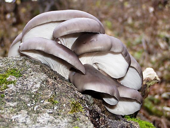 hliva ustricovitá Pleurotus ostreatus (Jacq.) P. Kumm.