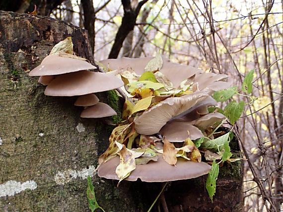 hliva ustricovitá Pleurotus ostreatus (Jacq.) P. Kumm.